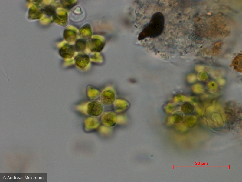 Coelastrum_pseudomicroporum_1286807338 - Chlorophyta Chlorophyceae Chlorococcales Coelastrum pseudomicroporum