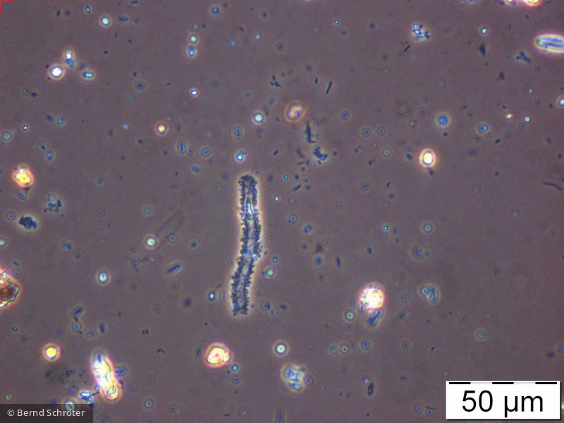 Aulomonas_purdyi_1235648130