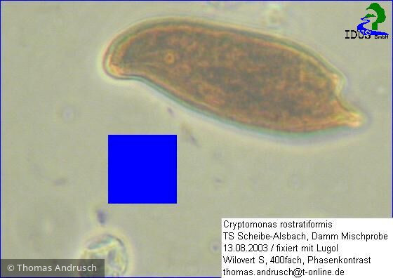 Cryptomonas_rostratiformis_1238667664 - Cryptophyceae Cryptophyceae Cryptomonadales Cryptomonas curvata
