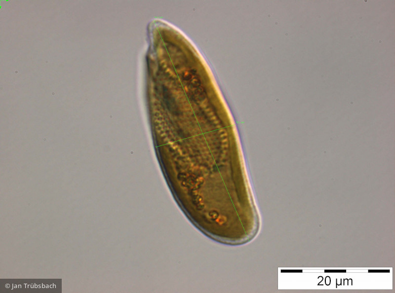 Cryptomonas_rostratiformis_1249657164 - Cryptophyceae Cryptophyceae Cryptomonadales Cryptomonas curvata