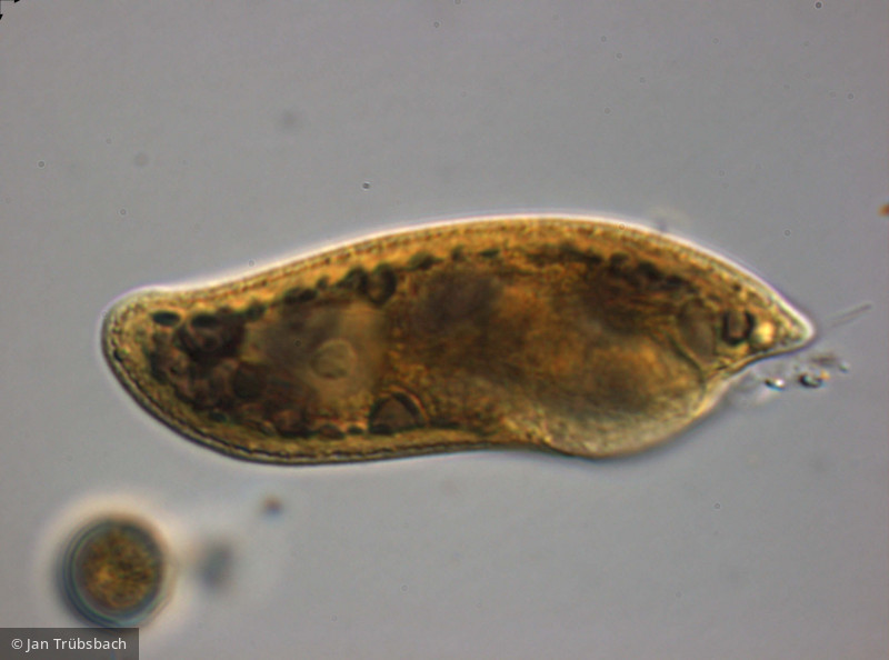 Cryptophyceae Cryptophyceae Cryptomonadales Cryptomonas curvata