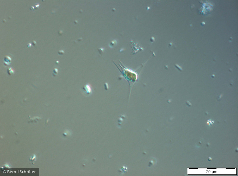 Chrysolycos_skujai_1235653677 - Heterocontophyta Chrysophyceae Ochromonadales Chrysoikos skujae