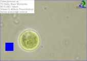 Chlamydomonas_sp._1238678237