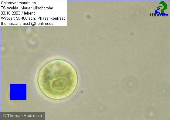 Chlamydomonas_sp._1238678237 - Chlorophyta Chlorophyceae Volvocales Chlamydomonas sp.