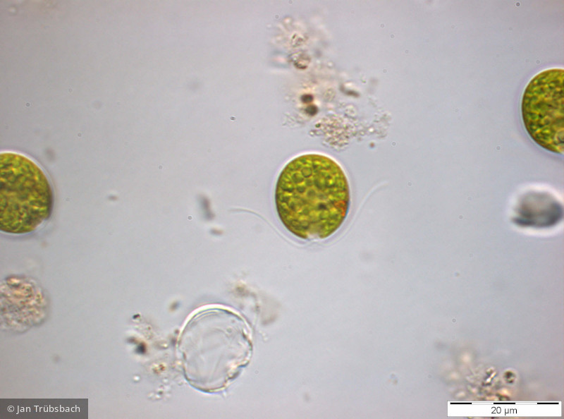 Chlorophyta Chlorophyceae Volvocales Chlamydomonas sp.