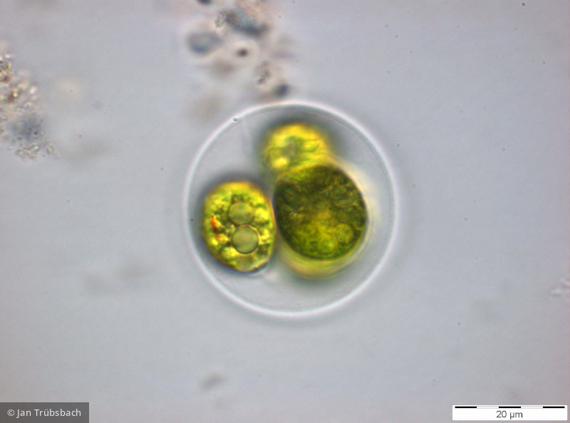 Chlorophyta Chlorophyceae Volvocales Chlamydomonas sp.