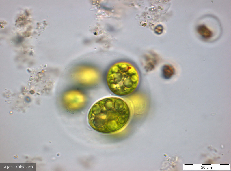 Chlorophyta Chlorophyceae Volvocales Chlamydomonas sp.