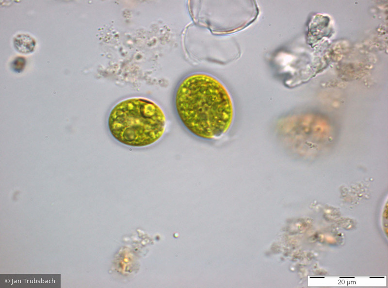 Chlorophyta Chlorophyceae Volvocales Chlamydomonas sp.