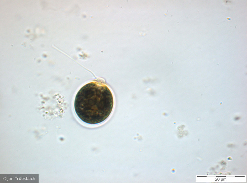 Chlorophyta Chlorophyceae Volvocales Chlamydomonas sp.