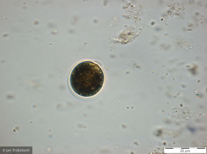 Chlorophyta Chlorophyceae Volvocales Chlamydomonas sp.