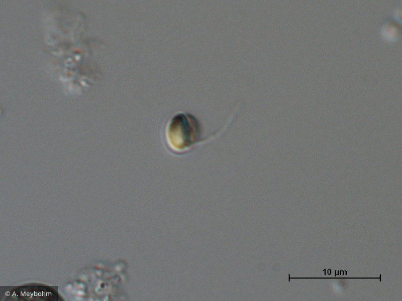 Chromulina_sp._1260809154 - Heterocontophyta Chrysophyceae Chromulinales Chromulina sp.