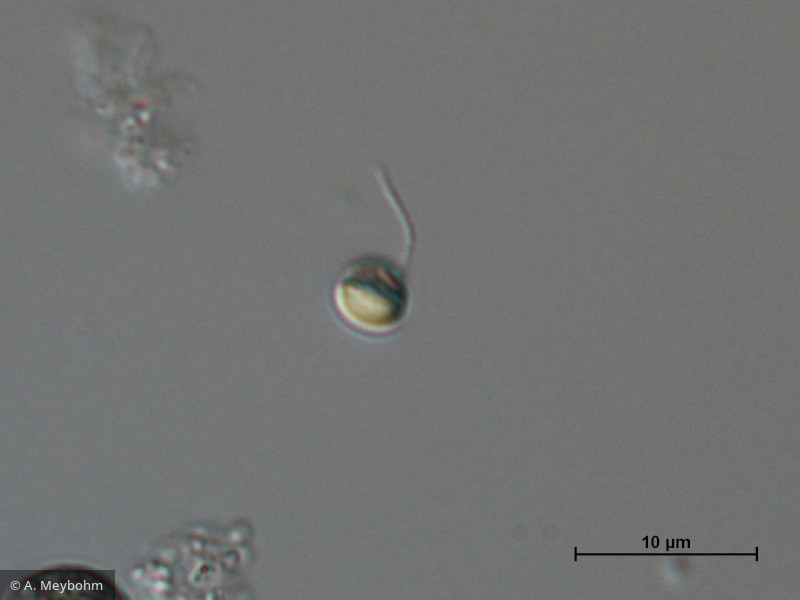 Chromulina_sp._1260809243 - Heterocontophyta Chrysophyceae Chromulinales Chromulina sp.