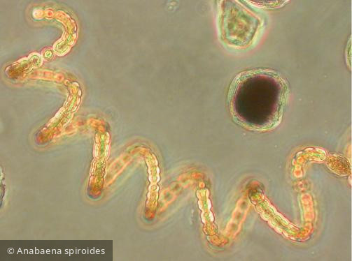 Anabaena_spiroides_1271440969 - Cyanobacteria Cyanobacteria Nostocales Dolichospermum spiroides