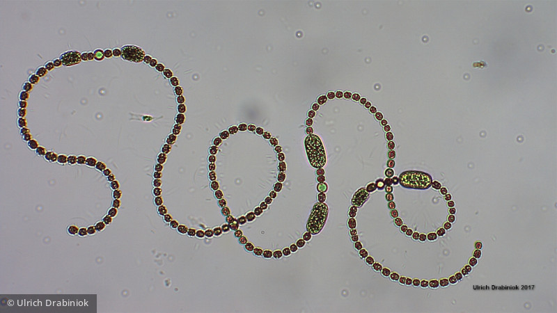 Cyanobacteria Cyanobacteria Nostocales Dolichospermum spiroides