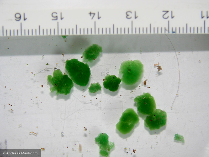 Aphanothece_stagnina_1250087067