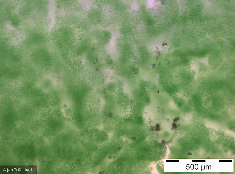 Aphanothece_stagnina_1250087676