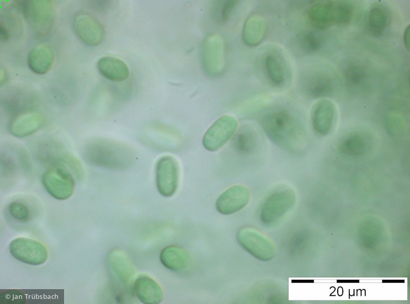 Aphanothece_stagnina_1250087764