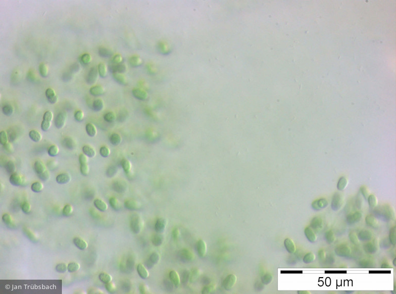 Aphanothece_stagnina_1250088394