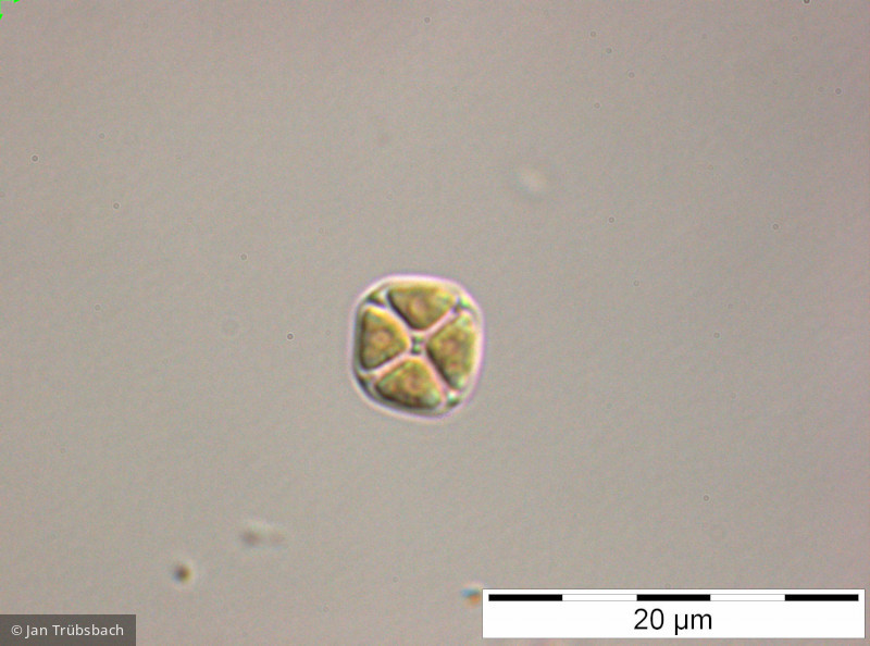 Crucigenia_tetrapedia_1248356450 - Chlorophyta Chlorophyceae Chlorococcales Lemmermannia tetrapedia