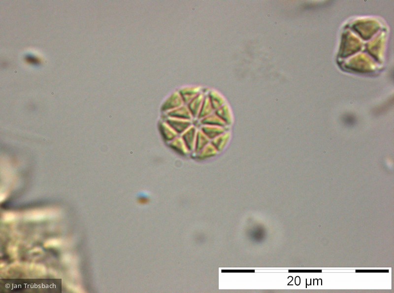 Crucigenia_tetrapedia_1248363121 - Chlorophyta Chlorophyceae Chlorococcales Lemmermannia tetrapedia