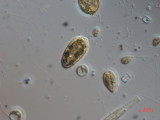 Cryptomonas_tetrapyrenoidosa_1271149971