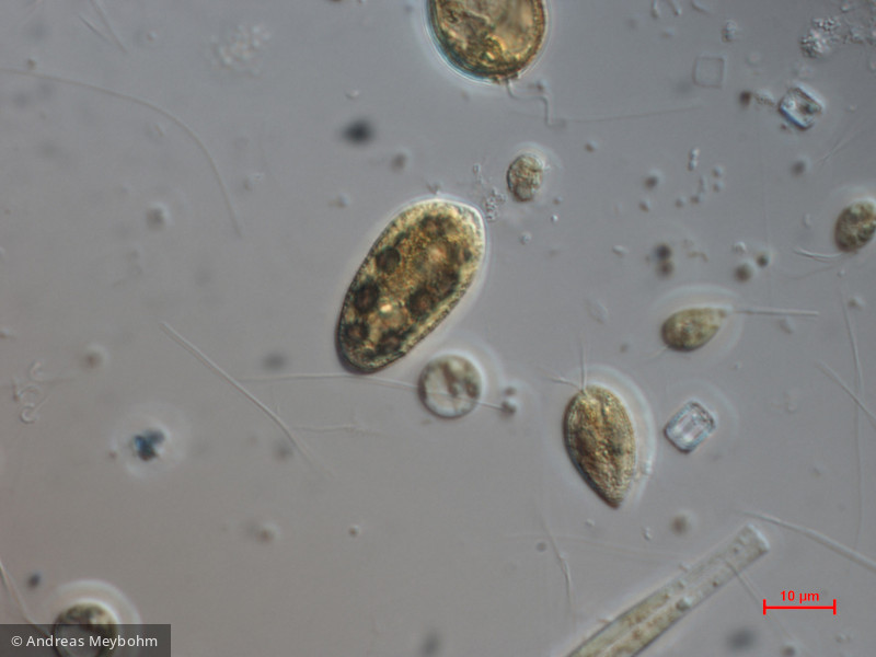 Cryptomonas_tetrapyrenoidosa_1271149971 - Cryptophyceae Cryptophyceae Cryptomonadales Cryptomonas tetrapyrenoidosa