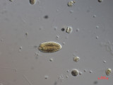 Cryptomonas_tetrapyrenoidosa_1271150096
