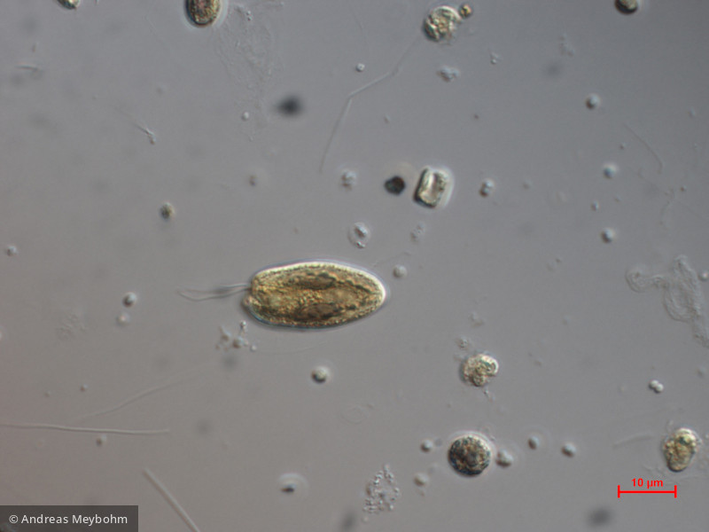 Cryptomonas_tetrapyrenoidosa_1271150096 - Cryptophyceae Cryptophyceae Cryptomonadales Cryptomonas tetrapyrenoidosa