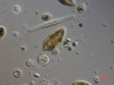 Cryptomonas_tetrapyrenoidosa_1271150261