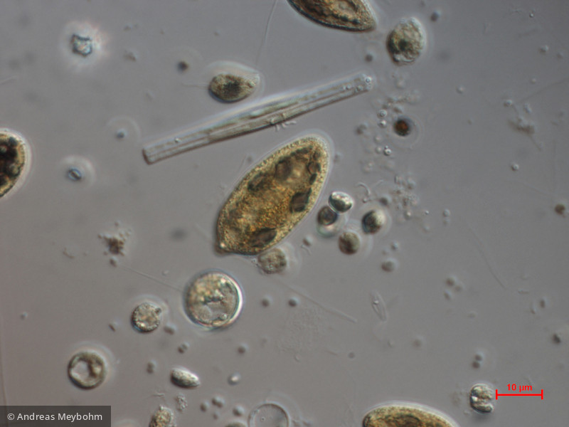 Cryptomonas_tetrapyrenoidosa_1271150261 - Cryptophyceae Cryptophyceae Cryptomonadales Cryptomonas tetrapyrenoidosa