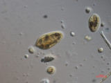 Cryptomonas_tetrapyrenoidosa_1271150377
