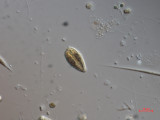 Cryptomonas_tetrapyrenoidosa_1271150493