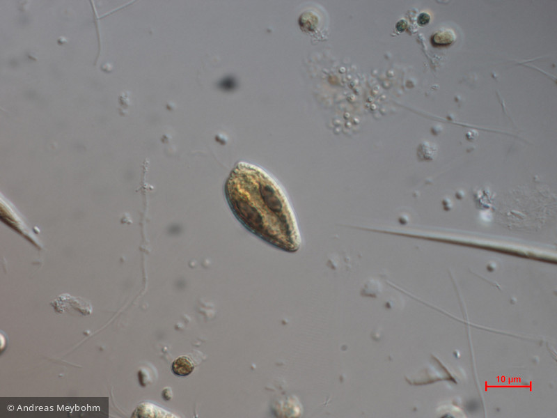 Cryptomonas_tetrapyrenoidosa_1271150493 - Cryptophyceae Cryptophyceae Cryptomonadales Cryptomonas tetrapyrenoidosa