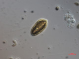 Cryptomonas_tetrapyrenoidosa_1271151037