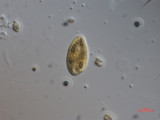 Cryptomonas_tetrapyrenoidosa_1271151134
