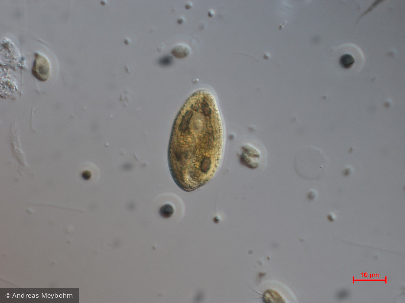 Cryptomonas_tetrapyrenoidosa_1271151134 - Cryptophyceae Cryptophyceae Cryptomonadales Cryptomonas tetrapyrenoidosa