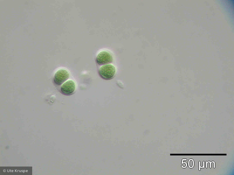 Chroococcus_turgidus_1237282901 - Cyanobacteria Cyanobacteria Chroococcales Chroococcus turgidus
