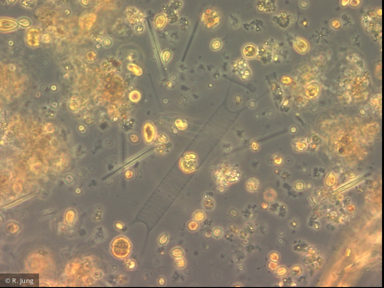 Acanthoceras_zacharasii_1283503313