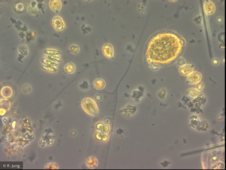 Acanthoceras_zacharasii_1283503502