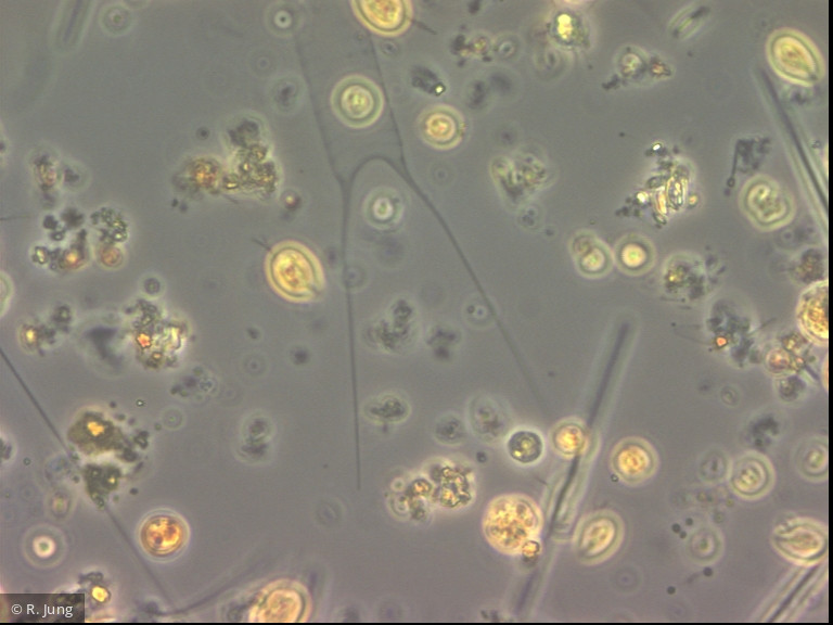 Acanthoceras_zacharasii_1283503679