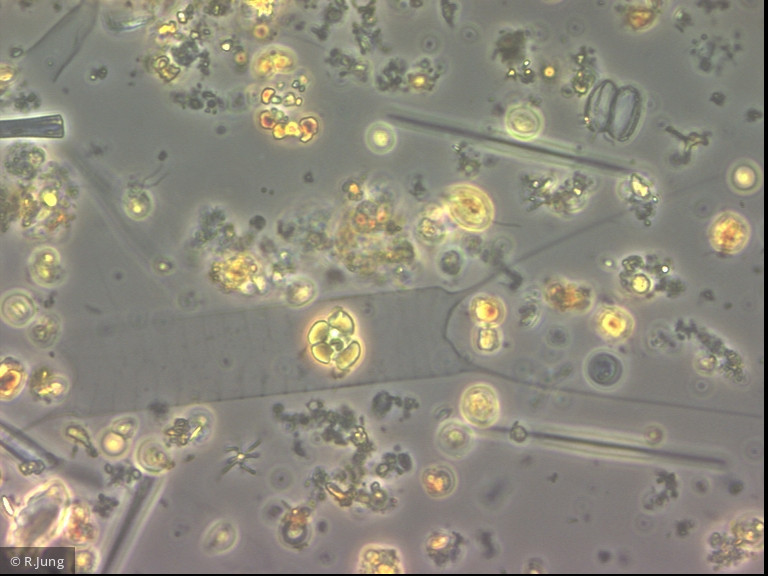 Acanthoceras_zacharasii_1283503853