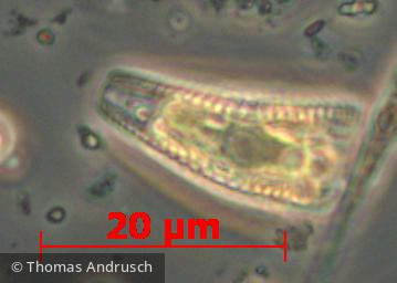 Heterocontophyta Bacillariophyceae Pennales Rhoicosphenia abbreviata