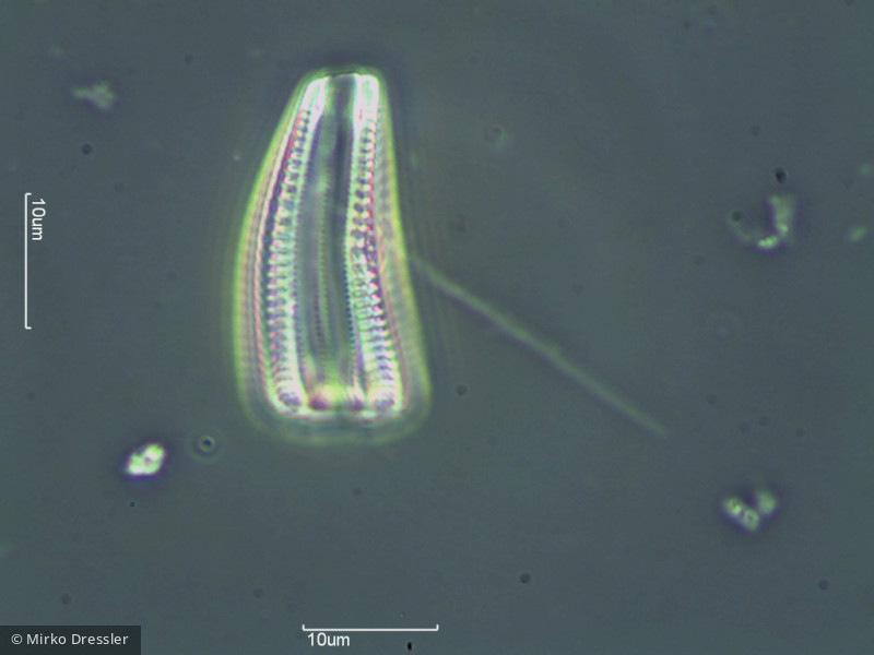 Heterocontophyta Bacillariophyceae Pennales Rhoicosphenia abbreviata