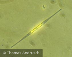 Nitzschia_acicularis_1271447111 - Heterocontophyta Bacillariophyceae Pennales Nitzschia acicularis – Formenkreis