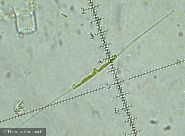 Heterocontophyta Bacillariophyceae Pennales Nitzschia acicularis – Formenkreis