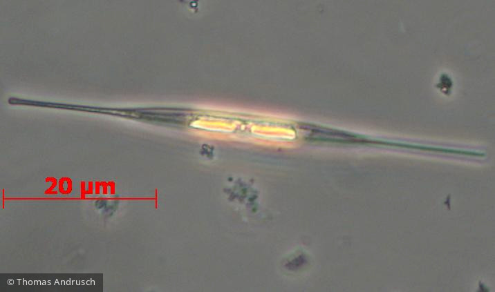 Heterocontophyta Bacillariophyceae Pennales Nitzschia acicularis – Formenkreis