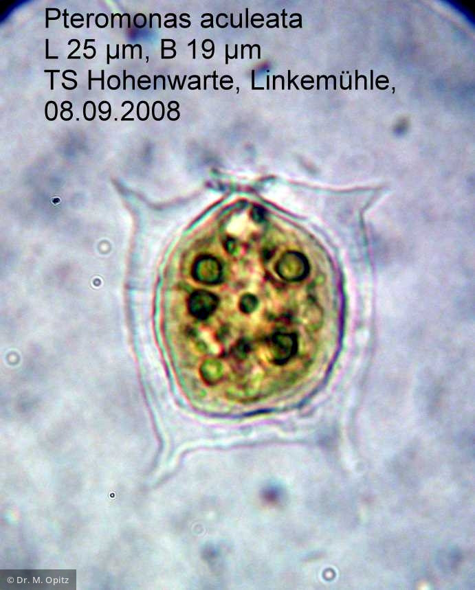 Pteromonas_aculeata_1234435861 - Chlorophyta Chlorophyceae Volvocales Pteromonas aculeata