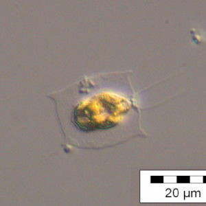 Pteromonas_aculeata_1234533911