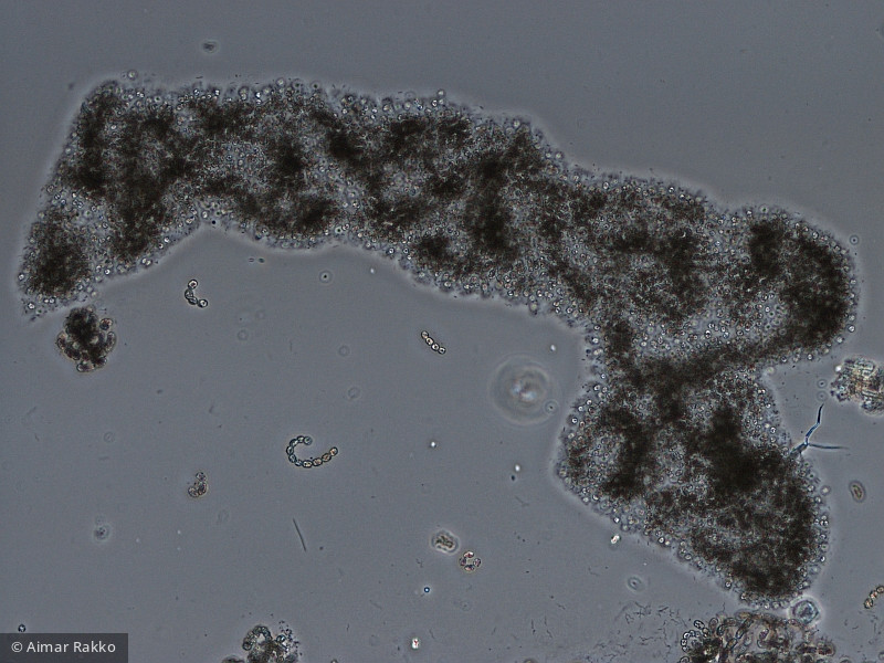 Microcystis_Microcystis aeruginosa_1231922110 - Cyanobacteria Cyanobacteria Chroococcales Microcystis aeruginosa