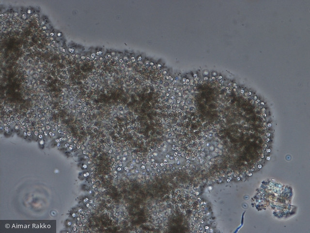 Microcystis_Microcystis aeruginosa_1231922236 - Cyanobacteria Cyanobacteria Chroococcales Microcystis aeruginosa